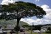 mgeeahhousingtree2018novweb